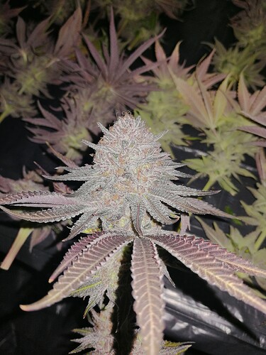 Growreport Bild 4