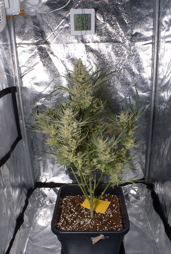 Growreport Bild 10