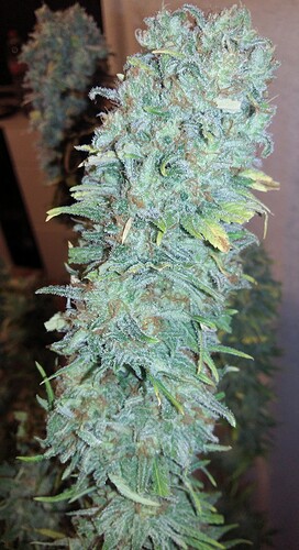 Growreport Bild 14