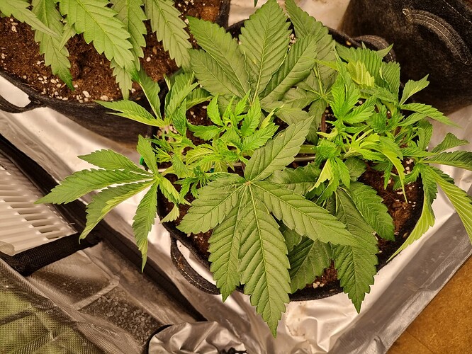 Growreport Bild 33