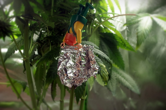 Growreport Bild 26