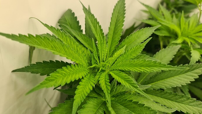Growreport Bild 5