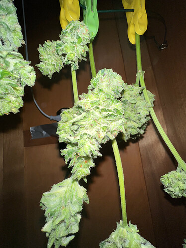 Growreport Bild 25