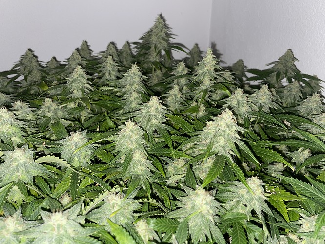 Growreport Bild 8