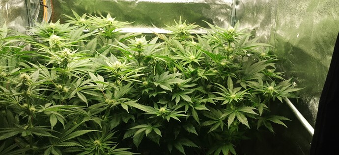 Growreport Bild 18