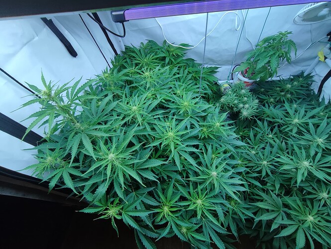 Growreport Bild 39