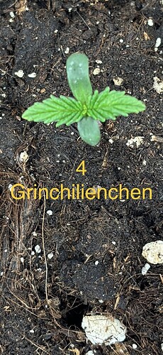 Growreport Bild 28