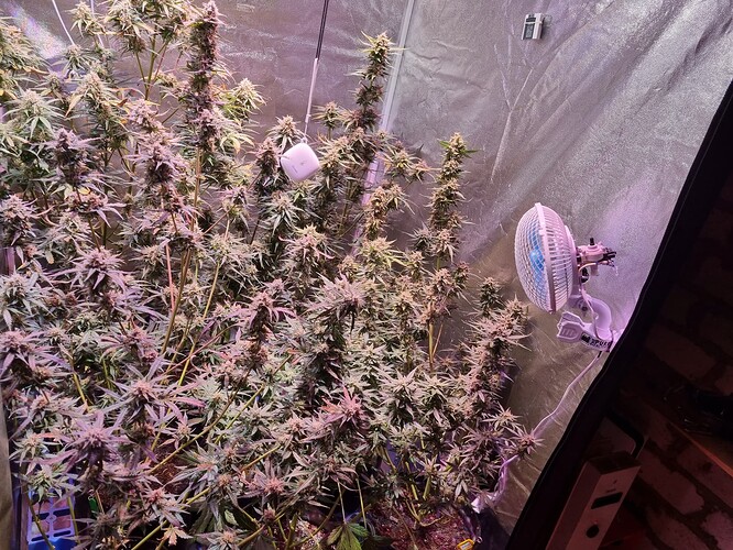Growreport Bild 3