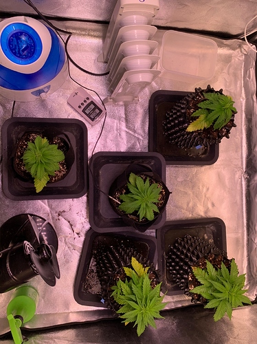Growreport Bild 1