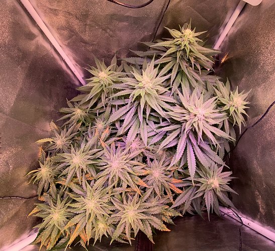 Growreport Bild 5