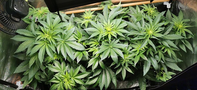 Growreport Bild 50