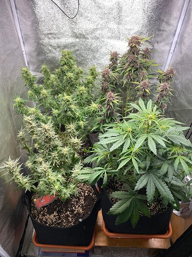 Growreport Bild 17