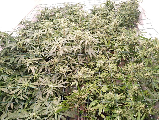 Growreport Bild 7