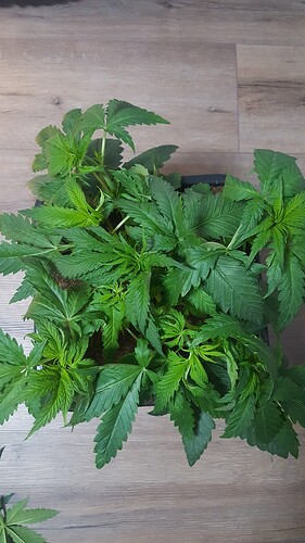 Growreport Bild 4