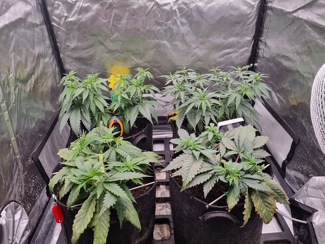 Growreport Bild 6