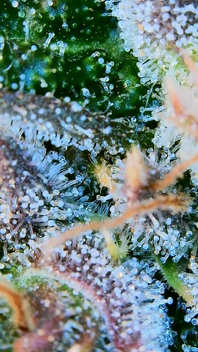 Growreport Bild 22