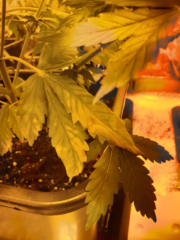 Gelbe blätter in der Blüte GrowProbleme Forum