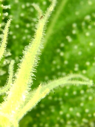Growreport Bild 37
