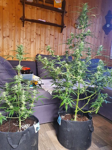 Growreport Bild 9