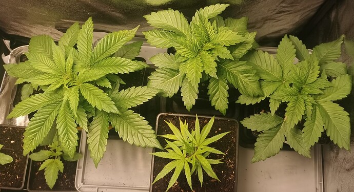 Growreport Bild 30