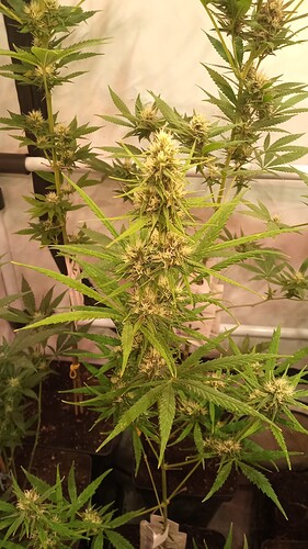 Growreport Bild 8
