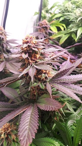 Growreport Bild 7