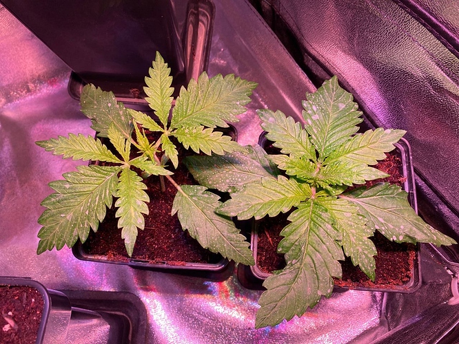 Growreport Bild 44