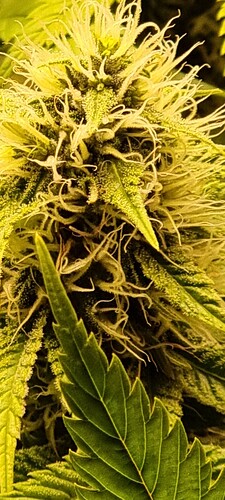 Growreport Bild 2