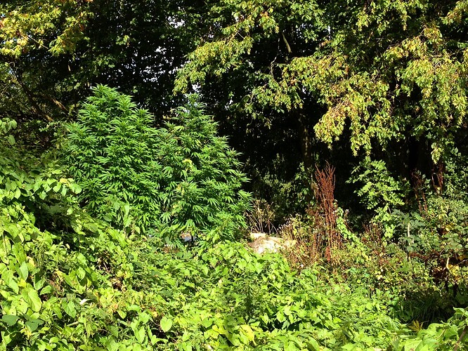 JamaicanDream/ThinkFast