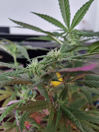 Growreport Bild 1