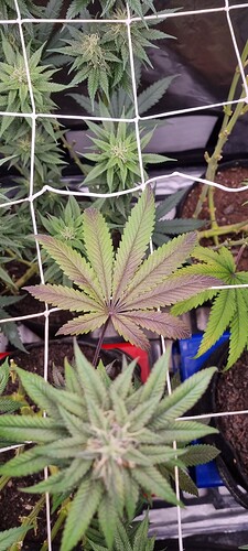 Growreport Bild 5