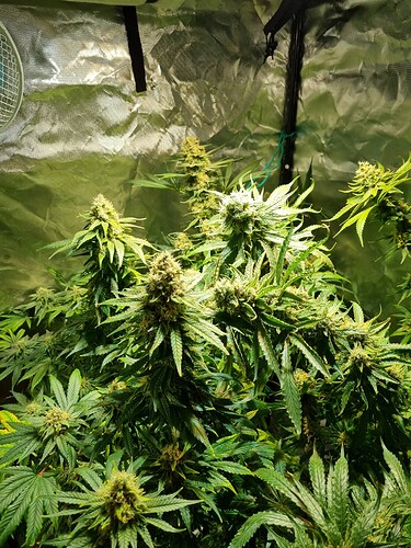 Growreport Bild 11