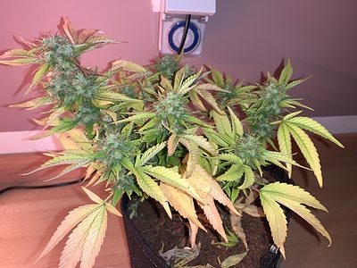 Growreport Bild 6