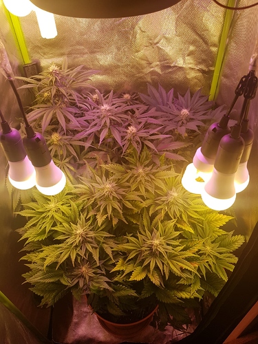 Growreport Bild 3