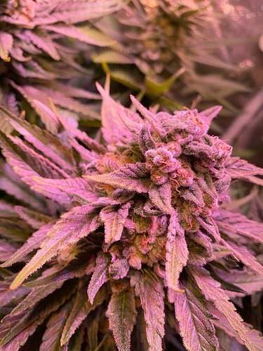 Growreport Bild 30