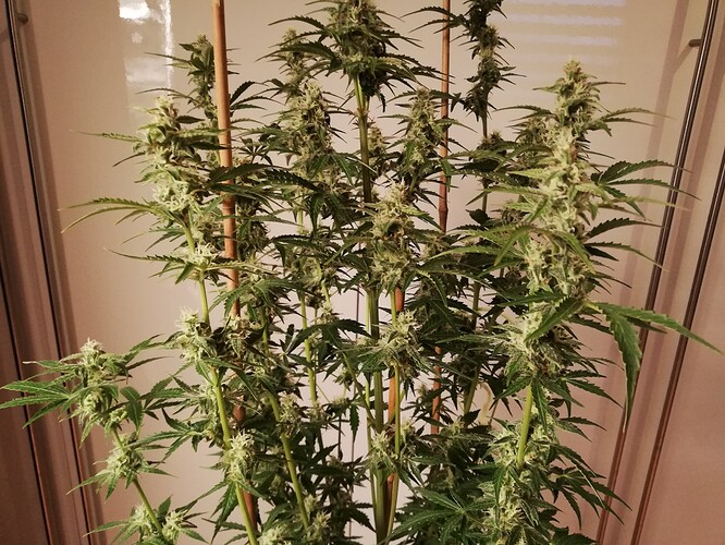GG#3_231221-4