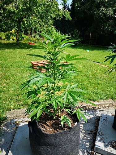 Growreport Bild 2