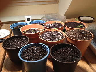 Growreport Bild 61