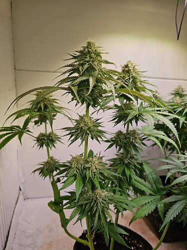 Growreport Bild 33