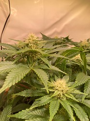 Growreport Bild 14