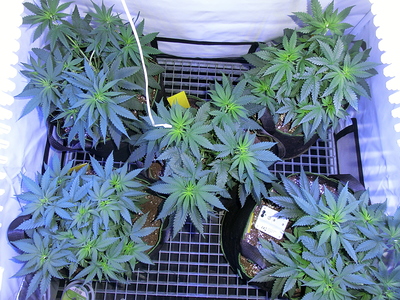 Mehrere junge Cannabispflanzen in Vlies-Töpfen, die auf einem Gitterrost in einem Grow-Zelt stehen. Die Pflanzen zeigen deutliches Blattwachstum und mehrere Seitentriebe.