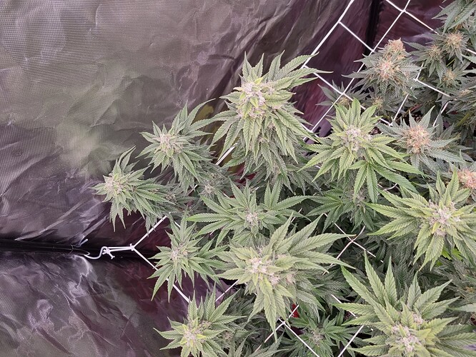 Growreport Bild 9
