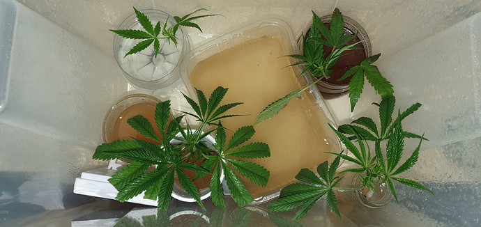 Growreport Bild 4