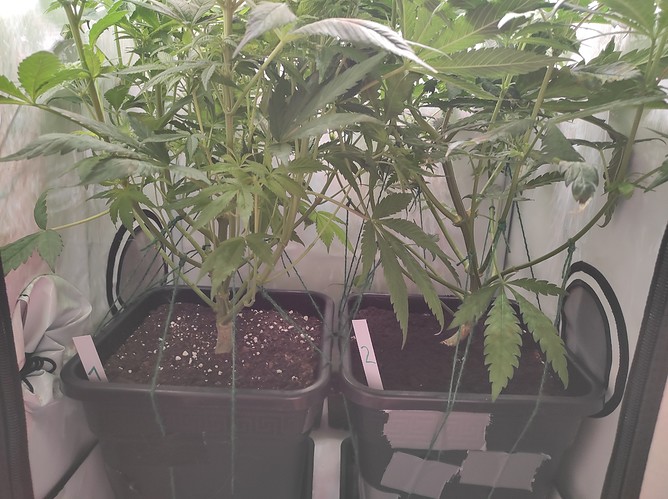 Growreport Bild 6