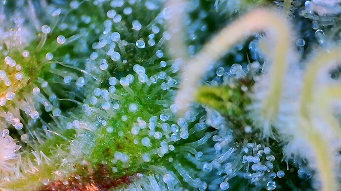 Growreport Bild 16
