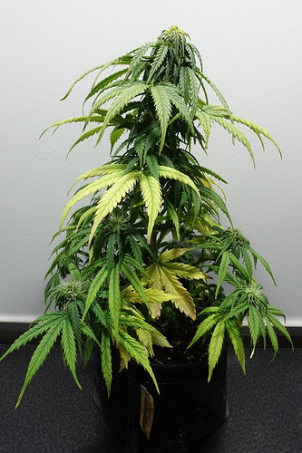 Growreport Bild 3