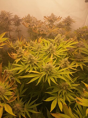 Growreport Bild 3
