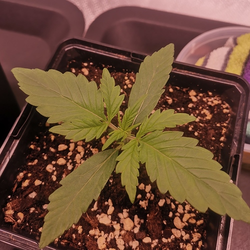 Growreport Bild 8