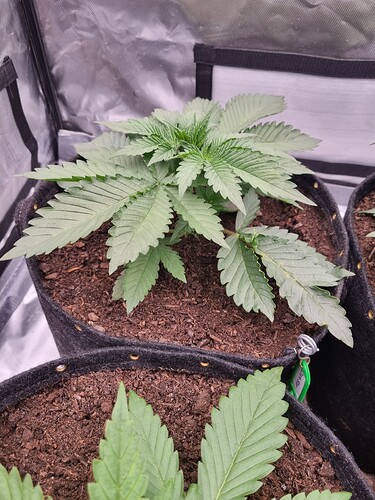 Growreport Bild 27