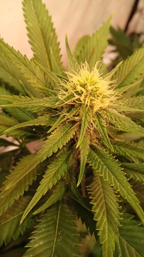 Growreport Bild 3